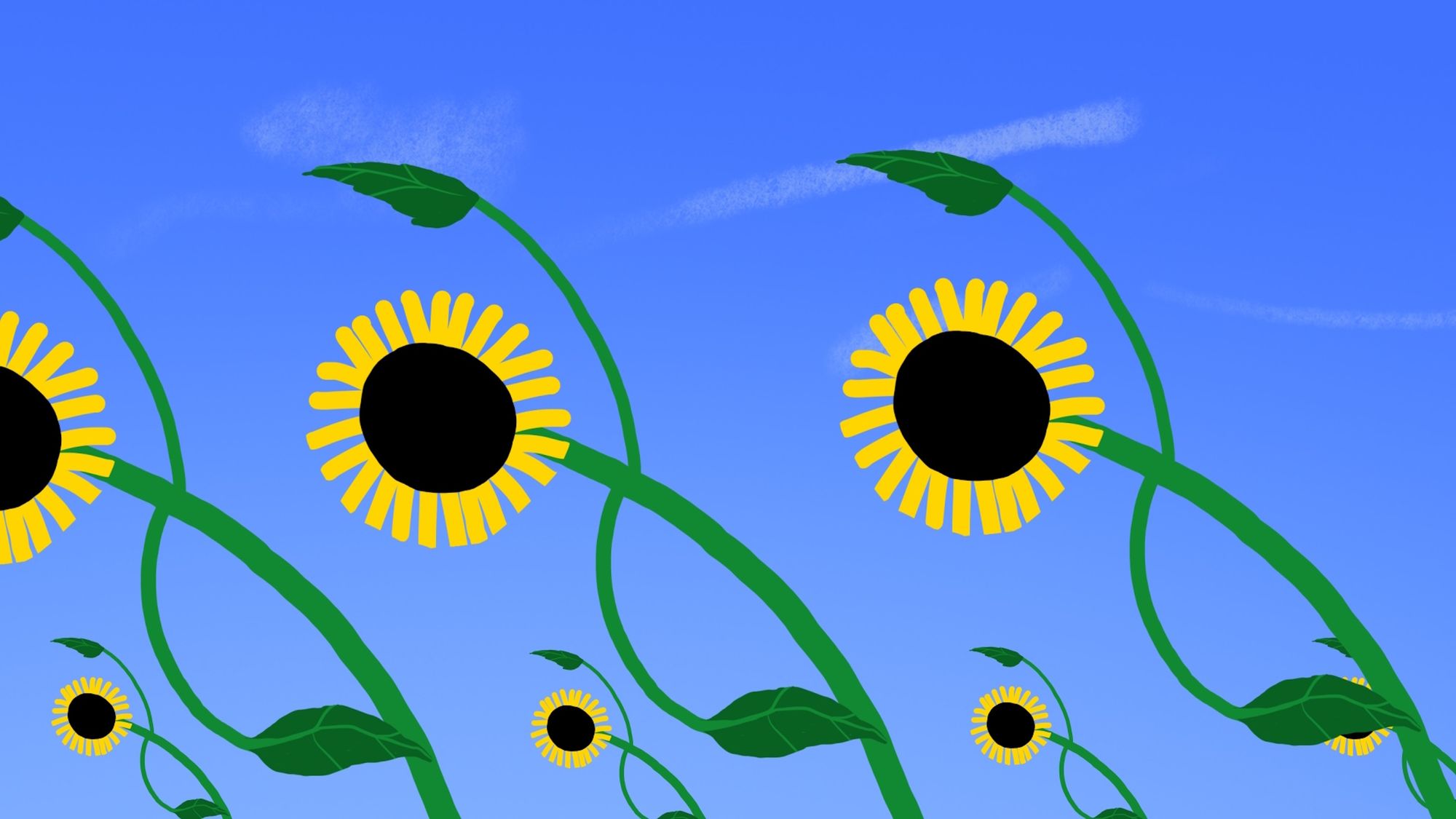 Gira-sol